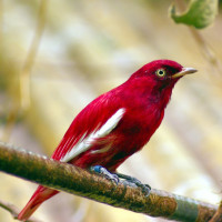 Pompadour Cotinga